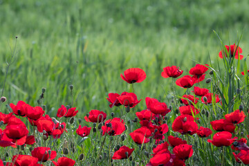red poppies whith green bud.