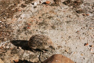 Erizo (Nombre científico: Erinaceus Europaeus). Erizo europeo, nativo y salvaje andando en la calle
