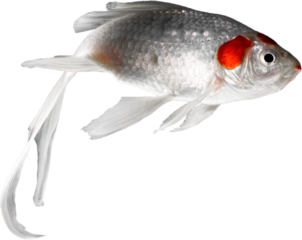 White and orange pet fish exhausted after work