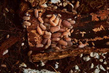 group of amber color isopod in close up on wood