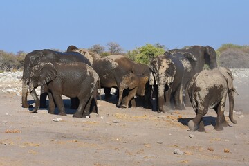 Elefanten (loxodonta africana) am Wasserloch Chudop im Etoscha Nationalpark in Namibia. 