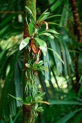 Mysterious impenetrable jungle overgrown with exotic plants