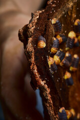 group of amber color isopod in close up on wood