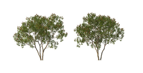 A tree with flowers of various colors on a transparent background.