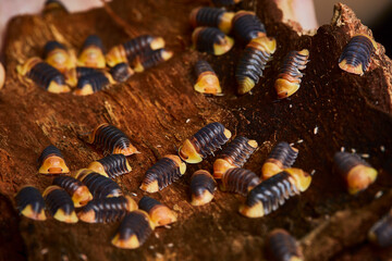 group of amber color isopod in close up on wood