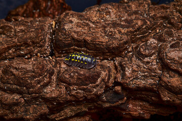 group of amber color isopod in close up on wood