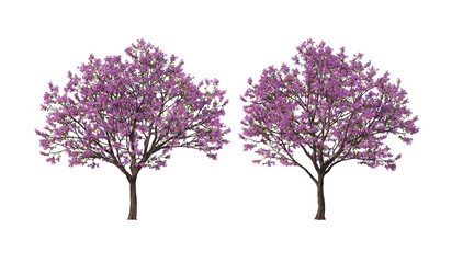 Obraz premium A tree with flowers of various colors on a transparent background.