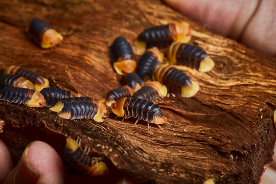 group of amber color isopod in close up on wood