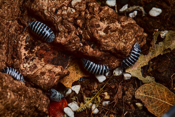 group of amber color isopod in close up on wood