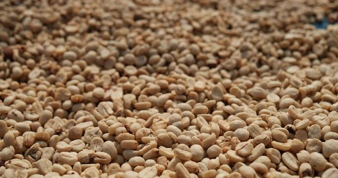 Raw coffee beans heap dry green seed unroasted grain in eco farm. Aroma espresso farm plant coffee bean agriculture objects. Sun dried Freshness Arabica processing harvest black coffee