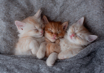 Ginger kitten on couch under knitted blanket. Two cats cuddling and hugging. Domestic animal. Sleep and cozy nap time. Home pet. Young kittens. Cute funny cats at home. - obrazy, fototapety, plakaty