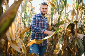 Farmer in field checking on corncobs