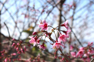 closeup thai sakura pink flower blur background no people.