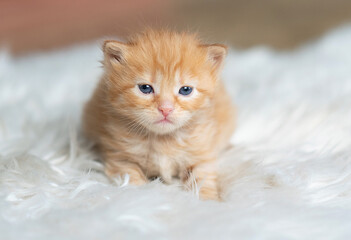 Playful red kitten on a white background . funniest photo