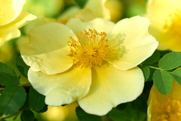 flower, yellow, nature, spring, plant, garden, daffodil, narcissus, blossom, bloom, flora, macro, flowers, orange, close-up, floral, petal, summer, isolated, beauty, white, closeup, blooming, petals, 