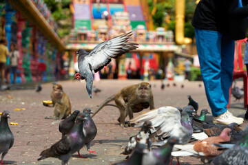 Fototapeta premium Wild monkeys at the entrance to the Batu Caves take food from the pigeons that visitors feed