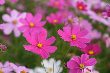 Fototapeta na wymiar close up pink galsang flowers with bokeh