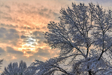tree, winter, sky, landscape, nature, snow, sunset, trees, cold, sun, forest, frost, fog, sunrise, clouds, silhouette, blue, season, morning, mist, light, ice, white, field, beauty