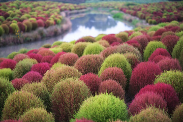 many colorful Bassia scoparia (Kochia scoparia) plant and river in autumn.