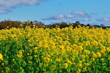 今年も花と共に春が来た