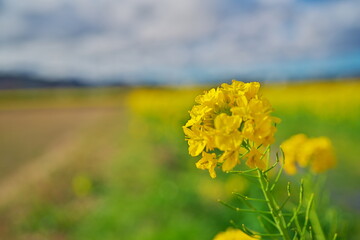 野原で春を感じる