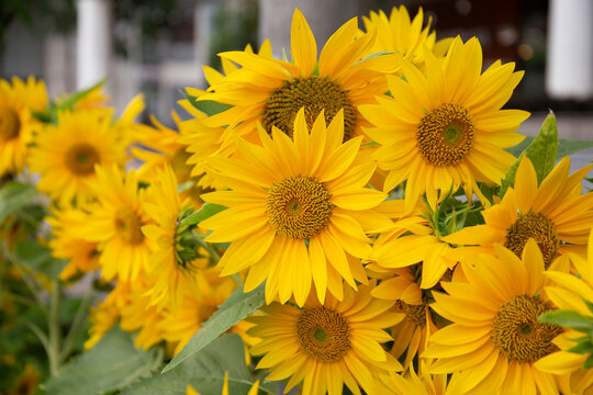 photo of Sunflower in the garden 