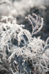 Fototapeta premium Frosty winter morning in the park. Bushes and trees were covered with frost on a frosty morning.