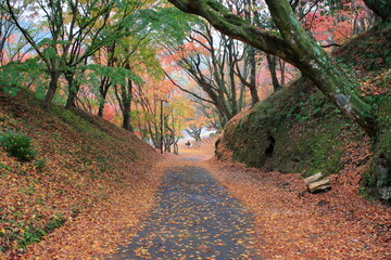 雨の日の秋の公園