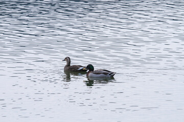 冬の湖山池で休むマガモ 鳥取県 湖山池
