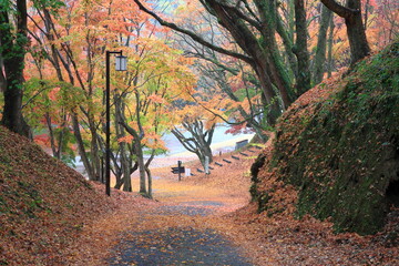 雨上がりの秋の公園