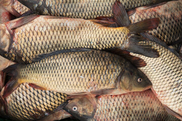 Natural texture of many fish lying tightly next to each other, close-up