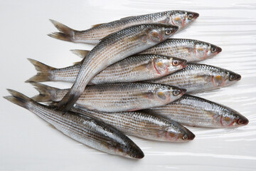 A bunch of fresh silver mullet lies on a white table, isolate