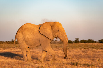 Closeup view of big African Elephant illuminated by the rays of the setting sun in the Etosha National park, Namibia, Africa. Wildlife photography