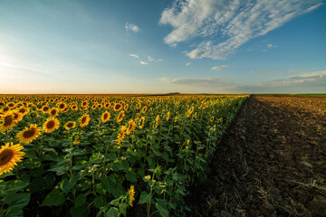 Agricultural fields of sunflowers in full bloom, a sea of radiant yellow and pure joy as the sun...