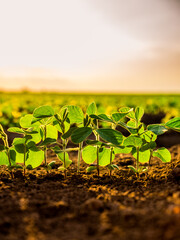 Close-up shot of soybean leaves on green soybean plants showing the vascular system and leaf structure