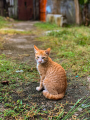 Orange cat in the grass