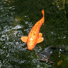 Gold koi fish swimming in the pond. Gold fish in water