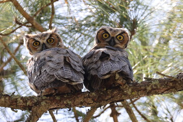 Young Great Horned Owl  Florida USA