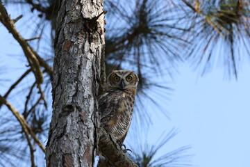 Great Horned Owl  Florida USA