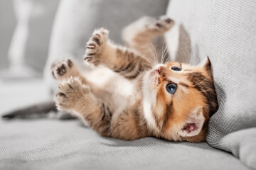 Kleines Kätzchen liegt auf  grauem Sofa, Entspannung, Wohnungskatze