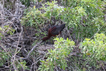  Glossy Ibis Venice Area Audubon Society Florida
