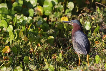 Green Heron Venice Area Audubon Society Florida