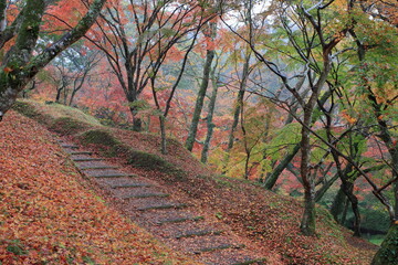 Naklejka premium 秋の公園