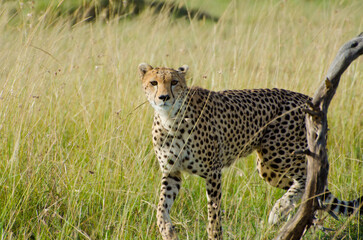 Naklejka na ściany i meble cheetah with serengeti