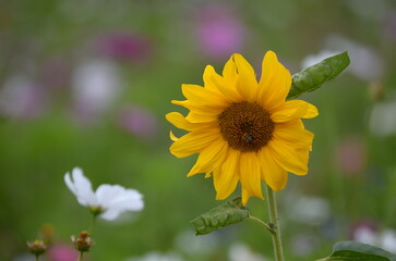 sunflower in the garden