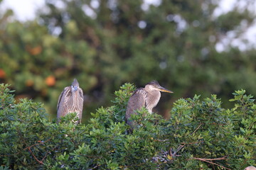 Great Blue Heron Venice Area Audubon Society Florida