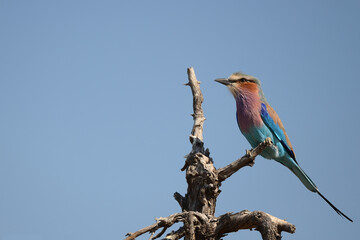 lilac breasted roller on a branch