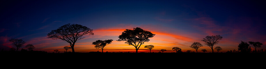 Naklejka na ściany i meble Panorama silhouette tree in africa with sunset.Tree silhouetted against a setting sun.Dark tree on open field dramatic sunrise.Typical african sunset with acacia trees in Masai Mara, Kenya.Copy space.