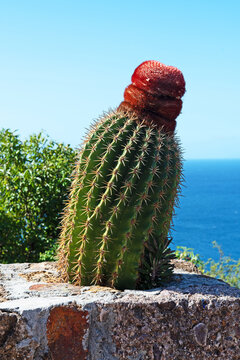 A Turk's Head cactus, Melocactus intortus, a species of cactus endemic to the Caribbean.