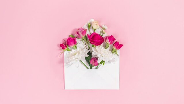 4k Natural red and white flowers buds emerge from opening white envelope. Valentine's, mother's day holiday, wedding and and other occasions. Pink background. Stop motion animation. Copy space.